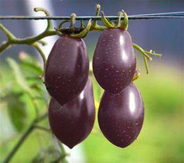 Purple Grape Cherry Tomato Seeds for Planting - 100 Pcs pcs