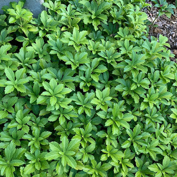 Pachysandra Flower Seeds for Planting NON GMO Seeds