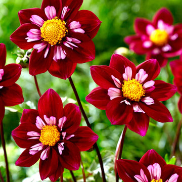 Night Butterfly Dahlia Perennial Flower Seeds for Planting - Heirloom and Non-GMO Garden Seeds