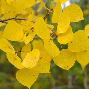 Populus tremuloides (Quaking Aspen) Seeds for Planting â€“ Heirloom, Non-GMO Seeds