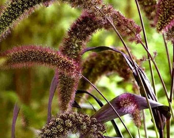Foxtail Millet Red Jewel Ornamental plant seeds- NON GMO Seeds