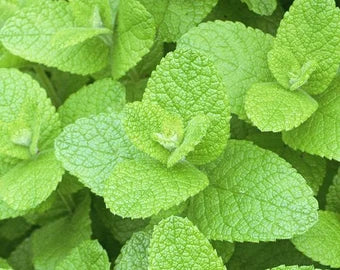 Apple Mint Herb Seeds for Planting– Strong, Fragrant Flavor-Heirloom & Non-GMO Seeds for planting Scientific Name Placeholder for planting in home garden