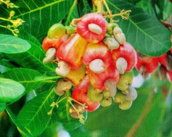 Green Piccabeen Plant Seeds - Ideal for Growing an Exotic and Unique Tree 100 Pcs pcs