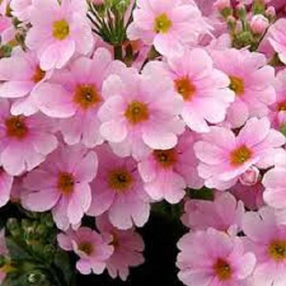 Pink Primula Malacoides Seeds – Heirloom, Non-GMO Flower Seeds for Planting Delicate Blooms seeds for planting in home garden