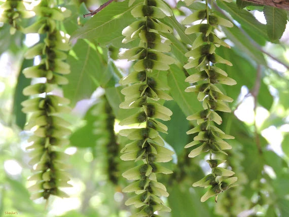 Pterocarya Stenoptera Plant Seeds for Planting - 100 pcs seeds for planting in home garden