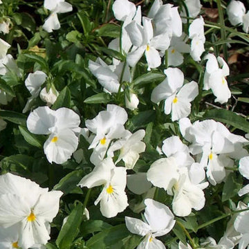 Heirloom Non-GMO Pansy Flower Seeds for Planting – Colorful Cool-Season Blooms