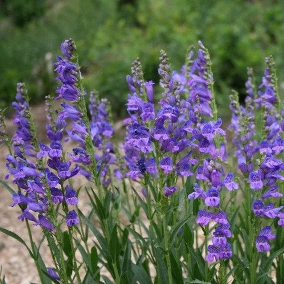 Blue Penstemon Flower Seeds for Planting - 100 pcs seeds for planting in home garden