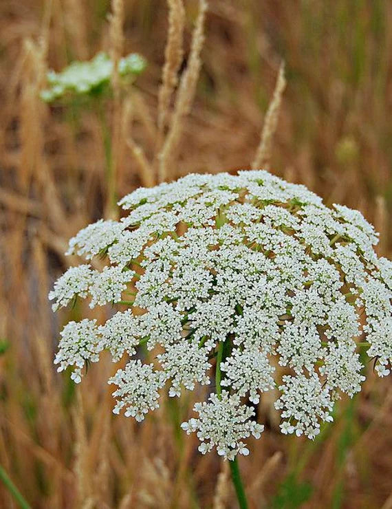 Queen Anne's Lace White Flower Seeds for Planting - NON GMO Seeds for planting in home garden