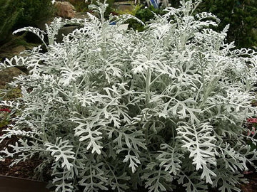 Dusty Miller Silver Dust Seeds for Planting - NON GMO Seeds