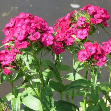 Pink Dianthus Flower Seeds for Planting 100 Pcs pcs
