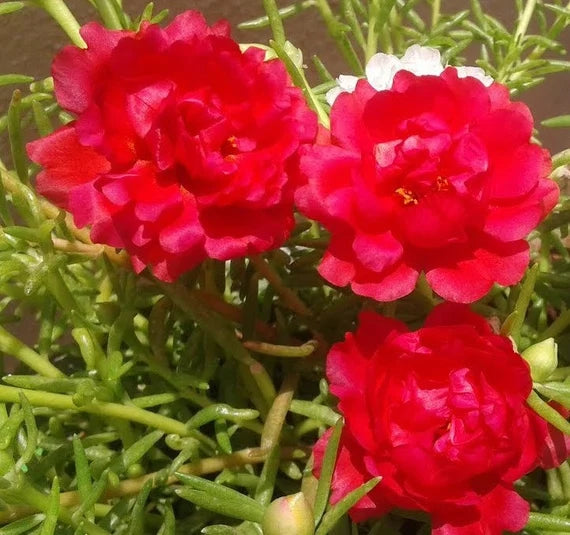 Red Portulaca Flower Seeds for Planting - NON GMO Seeds seeds for planting in home garden