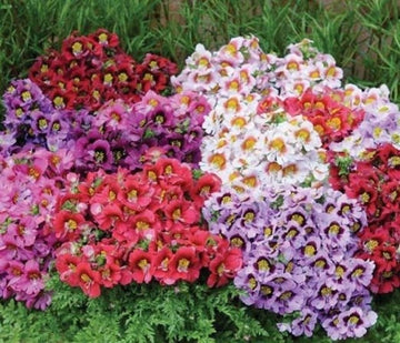 Micrantha Flower Seeds for Planting - 100 pcs
