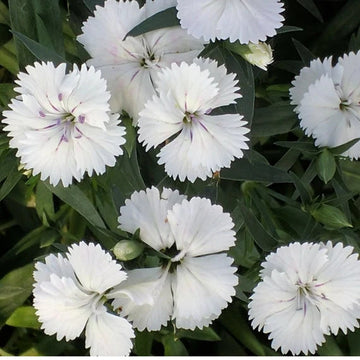 White Dianthus Flower Seeds for Planting, 100 pcs