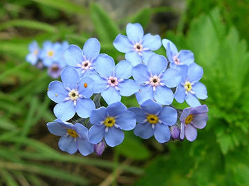 Heirloom Blue Alpine Forget-Me-Not Flower Seeds for Planting, Myosotis Alpestris, Non-GMO