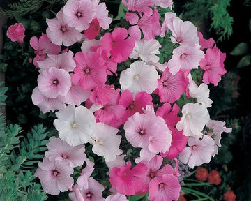 Mixed Rose Mallow Flower Seeds for Planting Non-GMO Heirloom Garden Seeds for Growing