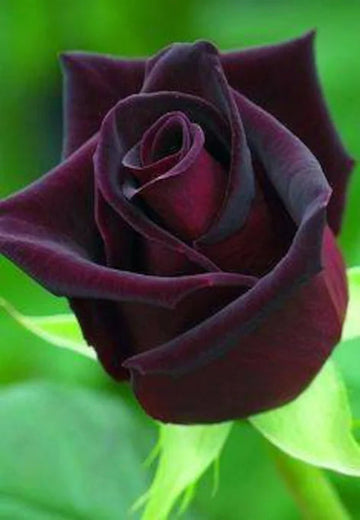 Deep Red Rose Plant Seeds for Planting - Heirloom Non-GMO Garden Seeds for Your Garden