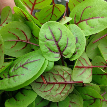 Red-Veined Sorrel Seeds (Rumex Sanguineus) – Heirloom, Non-GMO Herb Se