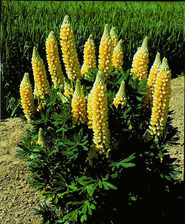 Yellow Lupine Flower Seeds for Planting – Heirloom, Non-GMO Garden Seeds
