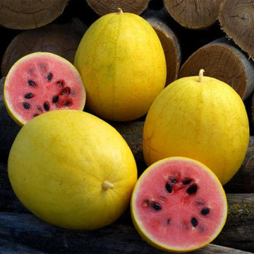 Golden Midget Watermelon Fruit Seeds for Planting- Grow Your Own Refreshing Watermelon Variety 100 Pcs pcs