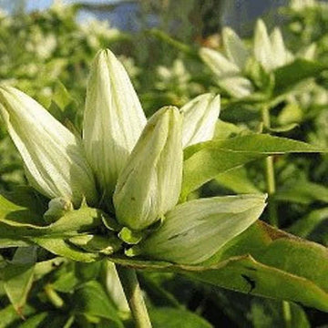 Cream Gentiana Flower Seeds for Planting, NON GMO Seeds