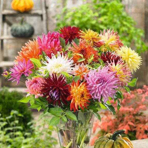 Cactus Dahlias Mixed Flower Seeds for Planting -heirloom and Non-GMO garden seeds for planting in home garden