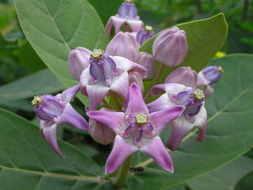 Purple Calotropis Gigantea Plant Seeds for Planting - NON GMO Seeds
