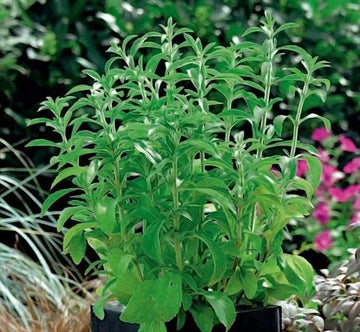 Stevia rebaudiana Seeds for Planting – Natural Sweet Herb, Heirloom