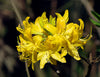 Heirloom Yellow Azalea Rhododendron Flower Seeds for Planting â€“ Non-GMO Garden Seeds