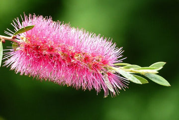 Pink Brush Callistemon Planting Seeds for Garden NON GMO Seeds