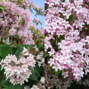 Pink Linnaea Amabilis Flower Seeds for Planting - NON GMO Seeds