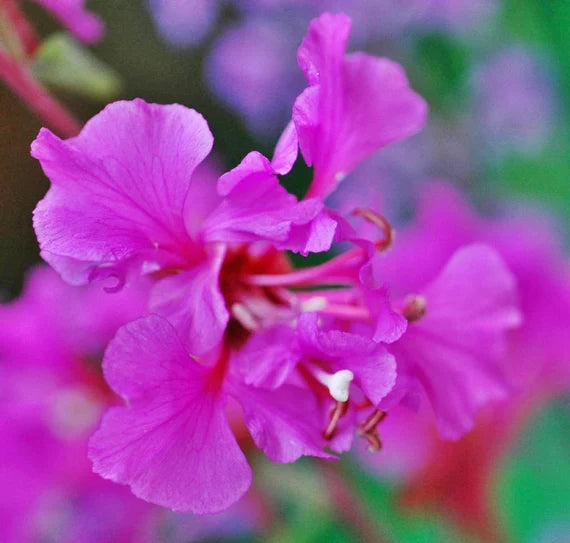 Purple Clarkia Flower Seeds – Heirloom, Non-GMO Seeds for Planting Elegant Garden Blooms seeds for planting in home garden