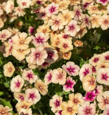 Phlox cherry caramel Flower Seeds for Planting - Organic, Heirloom & Non-GMO Garden Seeds