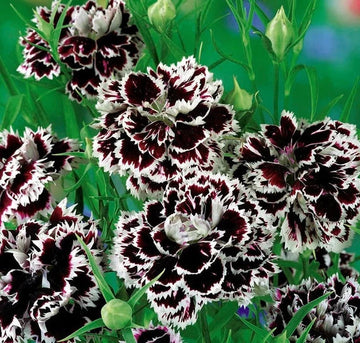 Heirloom Non-GMO Carnation Flower Seeds for Planting – Fragrant Blooms