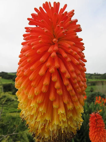 Red Hot Poker Torch Lily, Kniphofia Perennial Flower Seeds for Planting ƒ?? Heirloom and Non-GMO Garden Seeds
