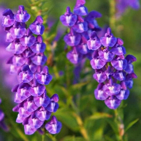 Chinese Skullcap Flower Seeds for Planting, NON GMO Seeds for planting in home garden