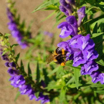 Chinese Skullcap Flower Seeds for Planting, NON GMO Seeds