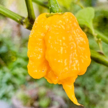 Yellow Reaper Seeds for Planting - 100 Pcs pcs