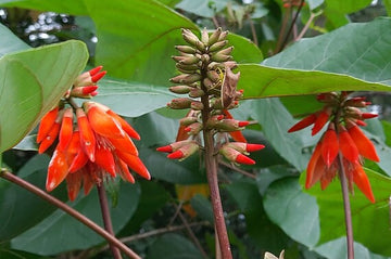 Orange Green Erythrina Flower Seeds for Planting â€“ NON GMO Seeds