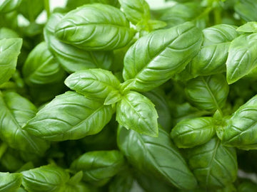 Genovese Basil Herb Seeds for Planting,Organic Heirloom Non-GMO – Fresh Herb for Your Garden
