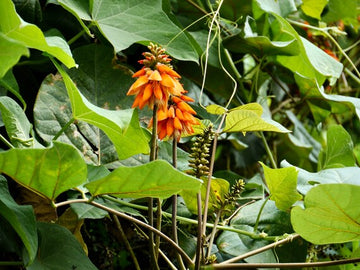 Orange Green Erythrina Flower Seeds for Planting â€“ NON GMO Seeds