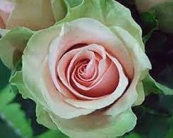 Green Pink Rose Heirloom Seeds for Planting - Non-GMO Garden Seeds for Your Home Garden seeds for planting in home garden
