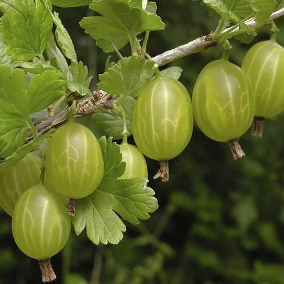 European Gooseberry Ribes uva-crispa seeds for planting in home garden