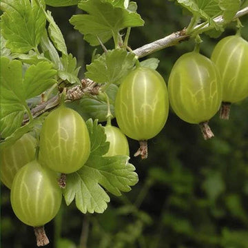 European Gooseberries (Ribes uva-crispa) Gooseberry Fruit Seeds for Planting - Naturally Rich in Vitamin C Fruit