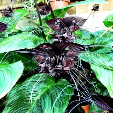 Heirloom Non-GMO Black Butterfly Orchid Flower Seeds for Planting – Rare Exotic Blooms