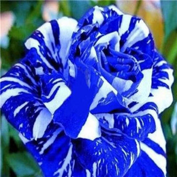Tiger Stripe Blue Rose Seeds for Planting – Heirloom, Non-GMO Flower Seeds for Gardens