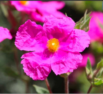 Cistus Creticus (Rockrose) Flower Seeds for Planting - NON GMO Seeds