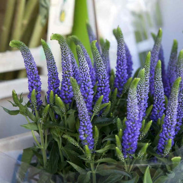 Veronica Plant Seeds for Planting - 100 pcs