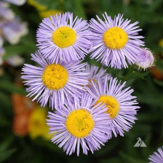 Heirloom Purple Yellow Erigeron Flower Seeds for Garden Planting – Bright Blooms seeds for planting in home garden