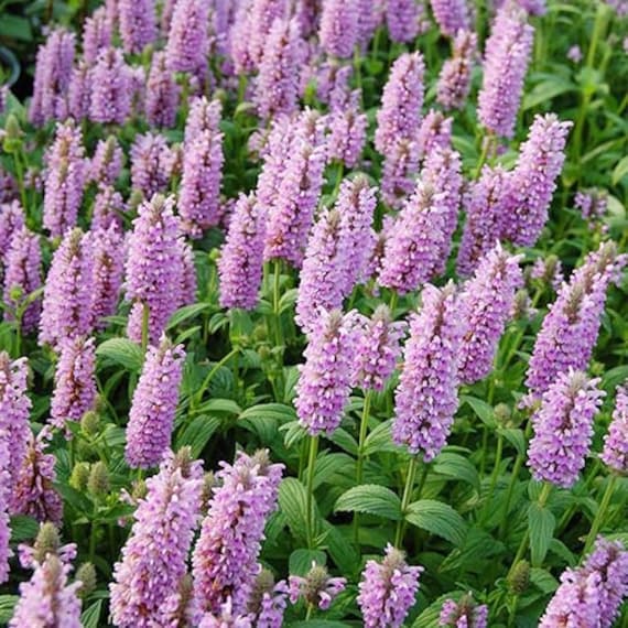 Nepeta Parnassica Plant Seeds for Planting 100 pcs seeds for planting in home garden