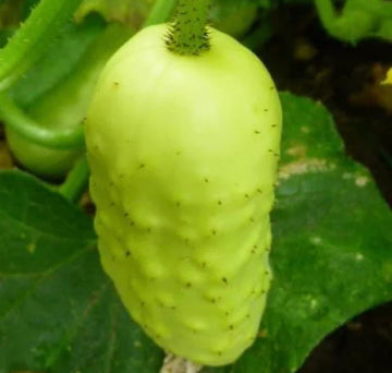Boothby's Blond Cucumber Vegetable Seeds for Planting - Heirloom & Non-GMO Garden seeds
